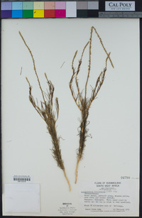 Image of Lophiocarpus tenuissimus