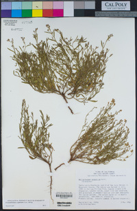 Crocanthemum scoparium image