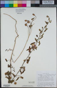 Calystegia macrostegia subsp. cyclostegia image