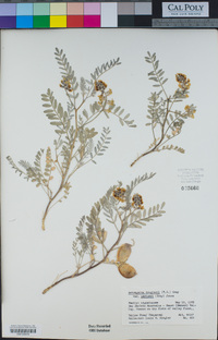 Astragalus douglasii var. parishii image