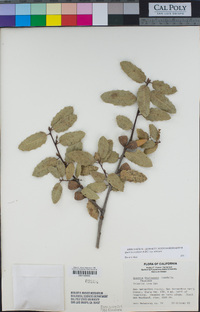 Quercus wislizeni image