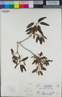 Quercus × morehus image