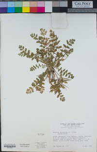 Erodium moschatum image