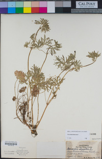 Geranium dissectum image