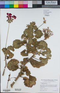 Pelargonium × hortorum image