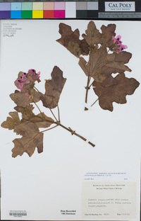 Image of Pelargonium quercifolium