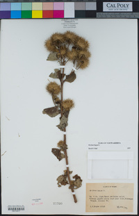 Arctium lappa image