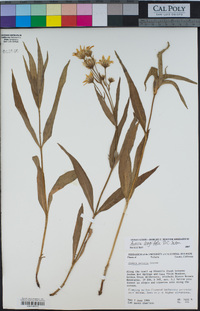 Arnica longifolia image