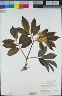 Sambucus racemosa var. racemosa image