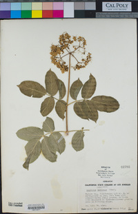 Sambucus nigra image