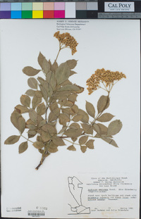 Sambucus nigra image