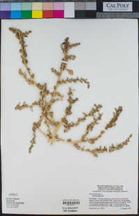 Amaranthus albus image