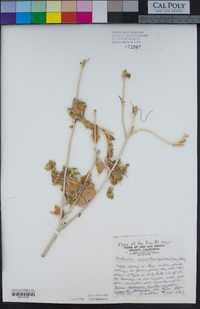 Mentzelia micrantha image