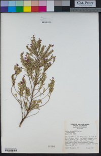 Image of Cuphea hyssopifolia