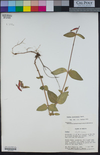 Image of Cuphea jorullensis
