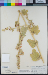 Malacothamnus aboriginum image