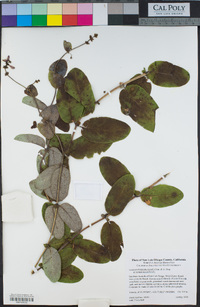 Lonicera hispidula image