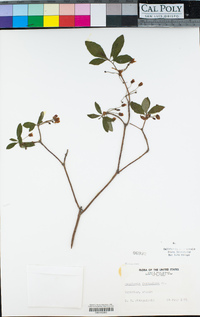 Menziesia ferruginea image