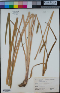 Image of Acorus calamus