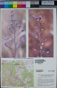 Hooveria purpurea image
