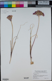 Allium crispum image