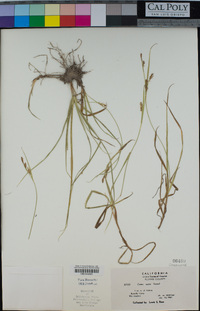 Carex aurea image