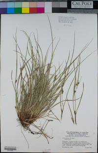 Carex globosa image