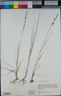 Carex meadii image