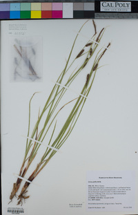 Carex pellita image