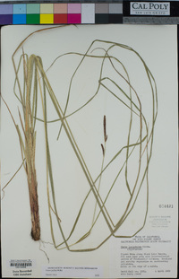 Carex pellita image