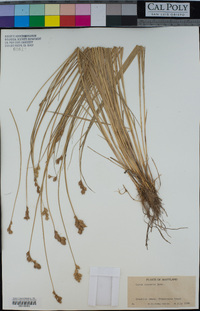 Carex scoparia image