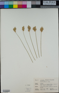 Carex scoparia image