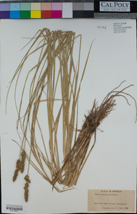 Carex vulpinoidea image