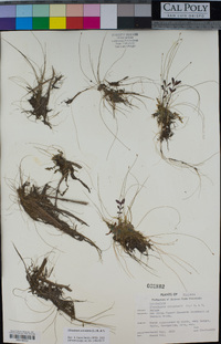 Eleocharis acicularis image