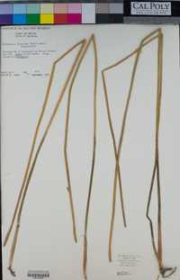 Eleocharis acutangula image