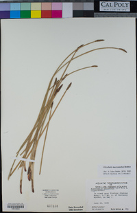 Eleocharis macrostachya image