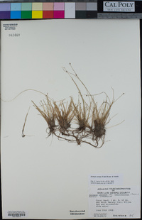 Isolepis cernua image