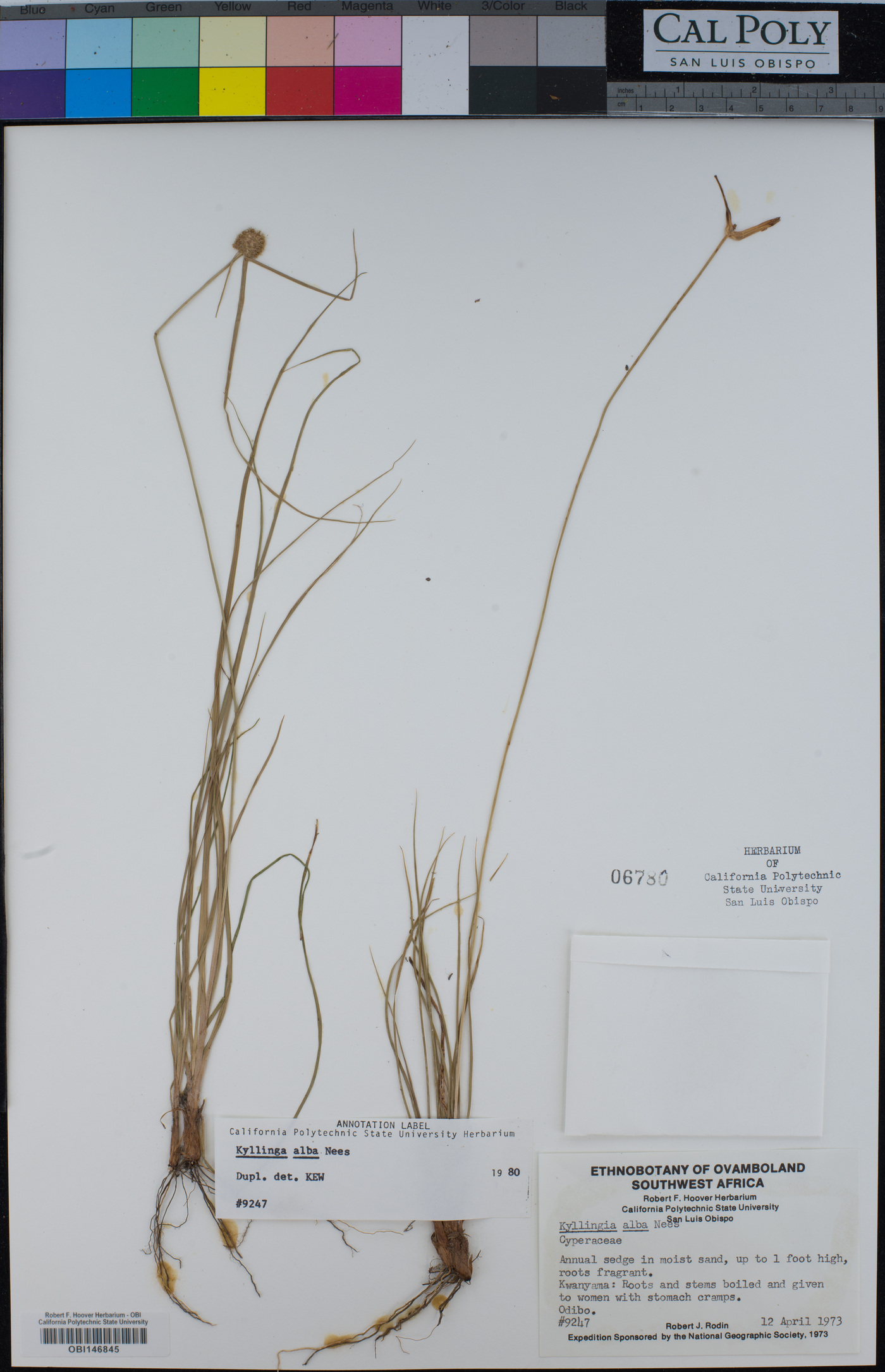 Cyperus alatus subsp. albus image