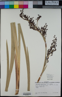 Image of Machaerina angustifolia