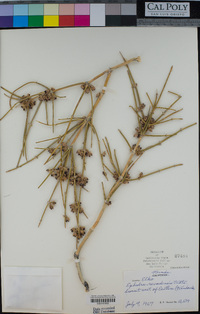 Ephedra nevadensis image