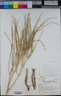 Ephedra nevadensis image