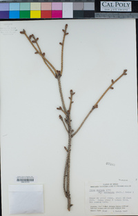 Picea smithiana image