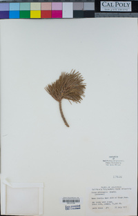 Pinus albicaulis image