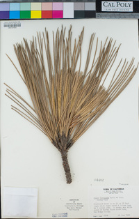 Pinus torreyana image