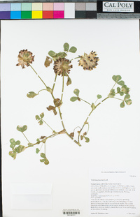 Trifolium fucatum image