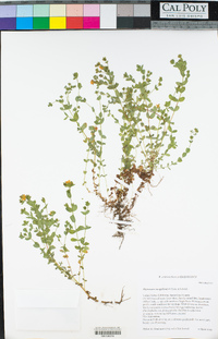 Hypericum anagalloides image