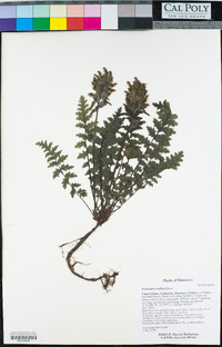 Pedicularis dudleyi image