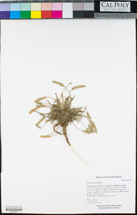 Plantago coronopus image