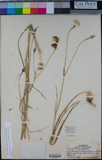 Calochortus palmeri image
