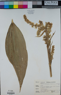 Veratrum californicum image